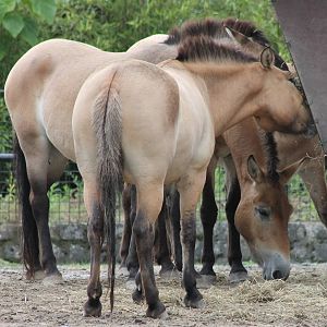 Przewalski horses