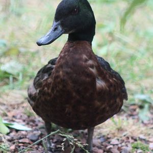 Chestnut teal