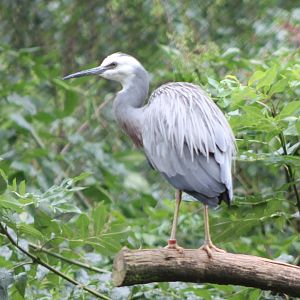 White-faced heron