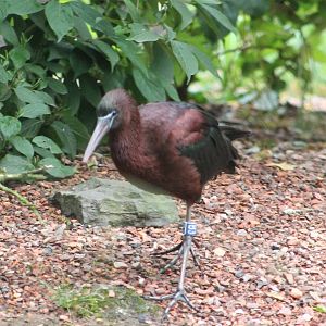 Glossy ibis