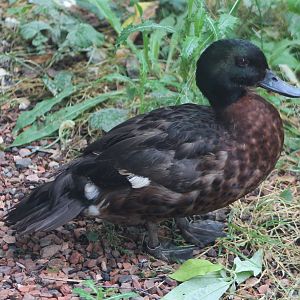 Chestnut teal