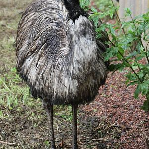 Emu