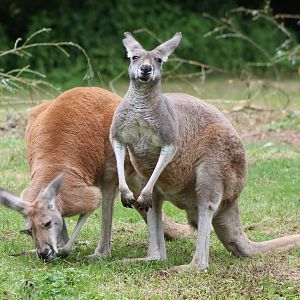 Red kangaroos