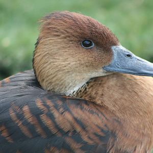 Fulvous Whistling Duck, 27th December 2014