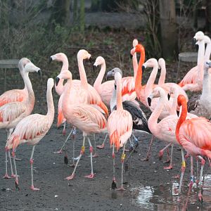 Flamingos, 27th December 2014