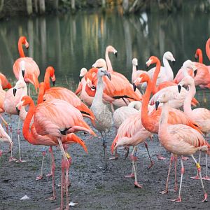 Flamingos, 27th December 2014