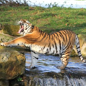 Tschuna tired out. 27-12-14