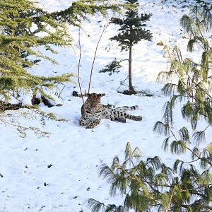 Amur Leopard enclosure 27-12-14