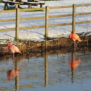 Chilly Flamingo's 27-12-14