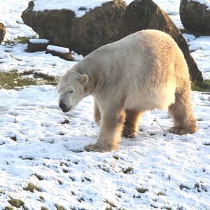Victor the polar bear 27-12-14