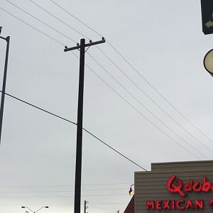 Bald Eagle and Common Raven - Alaska