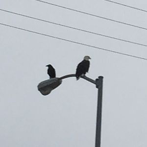 Bald Eagle and Common Raven - Alaska