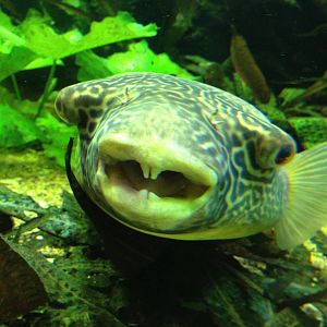 Puffer friend