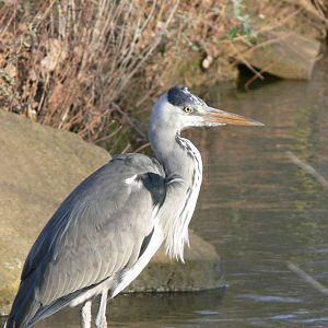 (wild) European Grey Heron at Blackpool Zoo, 15/01/15
