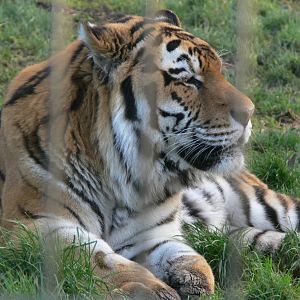 Amur Tiger at Blackpool Zoo, 15/01/15