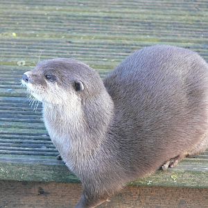 Asian short-clawed Otter at Blackpool Zoo, 15/01/15