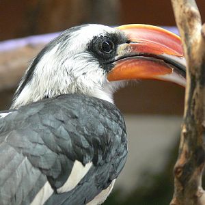 Von Der Decken's Hornbill at Blackpool Zoo, 15/01/15