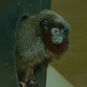 Red Titi Monkey at Blackpool Zoo, 15/01/15