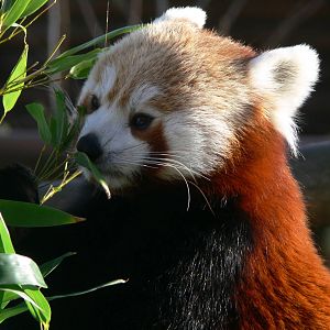 Nepalese Red Panda at Blackpool Zoo, 15/01/15