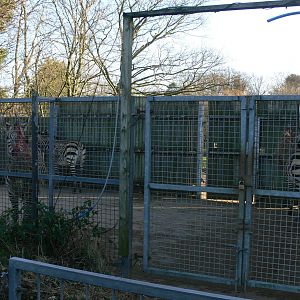 Zebra Hardstanding at Blackpool Zoo, 15/01/15