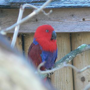 Red-sided Eclectus Parrot at Blackpool Zoo, 15/01/15