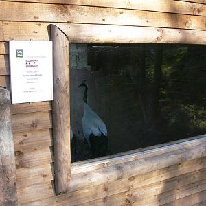 Crane Exhibit at Blackpool Zoo, 15/01/15
