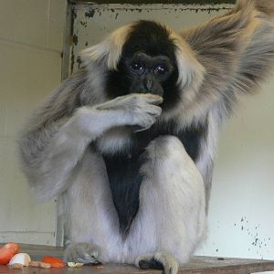 Pileated Gibbon at Blackpool Zoo, 15/01/15