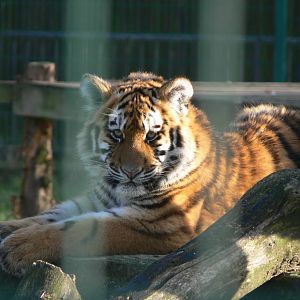 Amur Tiger Cub at Blackpool Zoo, 15/01/15