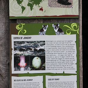 Sign Short-beaked echidna