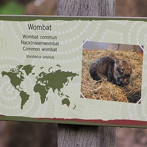 Sign Wombat