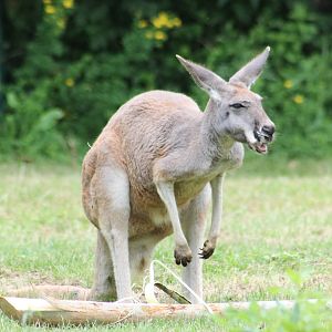 Red Kangaroo