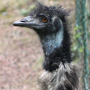 Emu