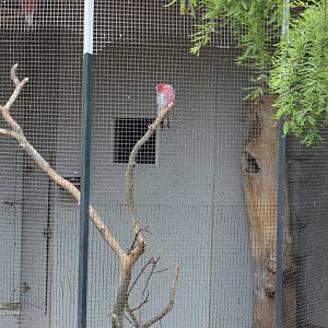 Aviary Galahs