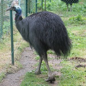 Double wattled cassowary