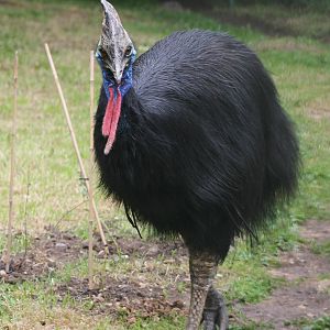 Double wattled cassowary