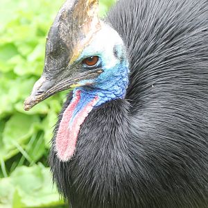 Double wattled cassowary