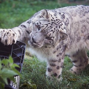 Snow leopard : Twycross : 03 Oct 2014