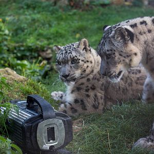 Snow leopard : Twycross : 03 Oct 2014