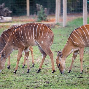 Nyala : Twycross : 31 Oct 2014