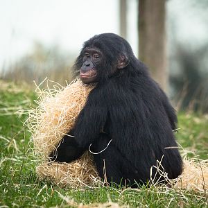 Bonobo : Twycross : 31 Oct 2014