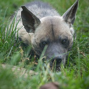 Striped hyena : Twycross : 31 Oct 2014