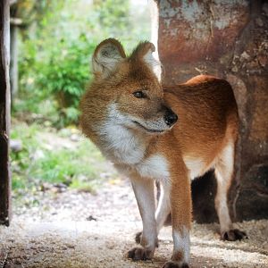 Dhole : Twycross : 31 Oct 2014