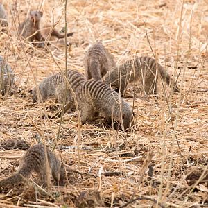 Banded Mongooses