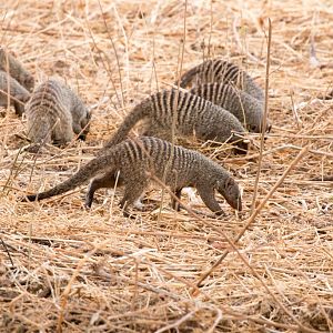 Banded Mongooses