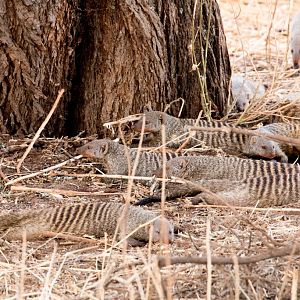 Banded Mongooses