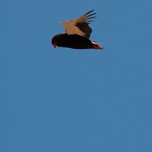Bateleur