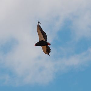 Bateleur