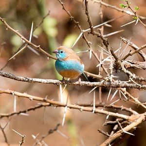Blue-capped Cordon hen