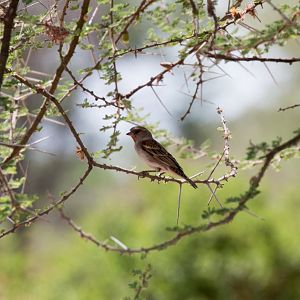 Chestnut Sparrow female