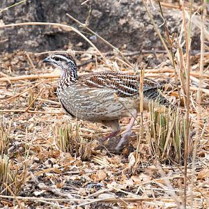 Crested Francolin